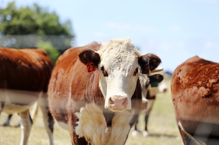 Herd of cattle in the pen outdoor in Mudgee, Australia