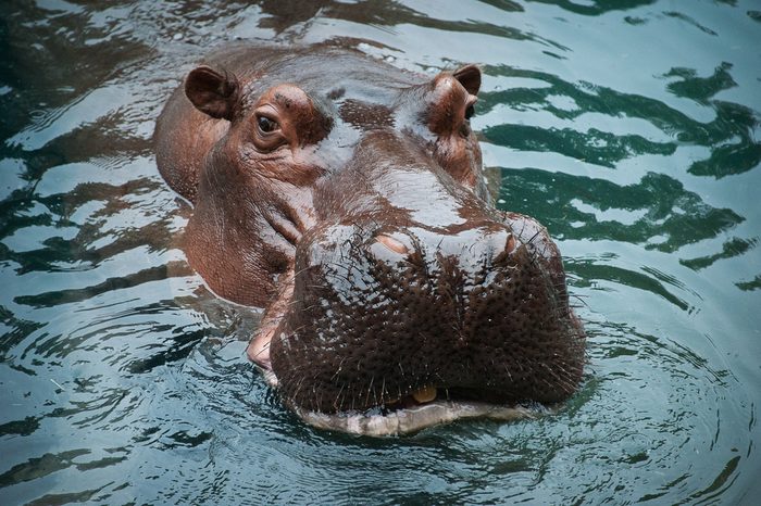 Hippo in water