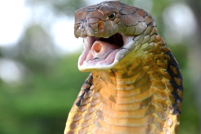 King Cobra (Ophiophagus hannah) from Malaysia.