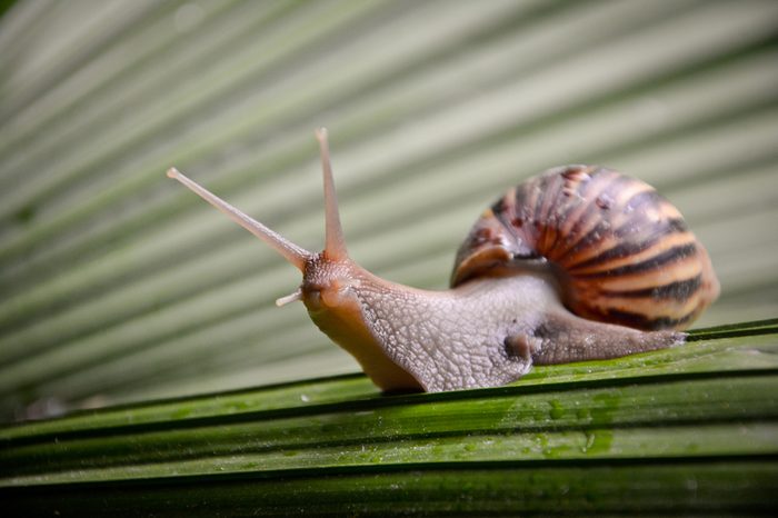 snail