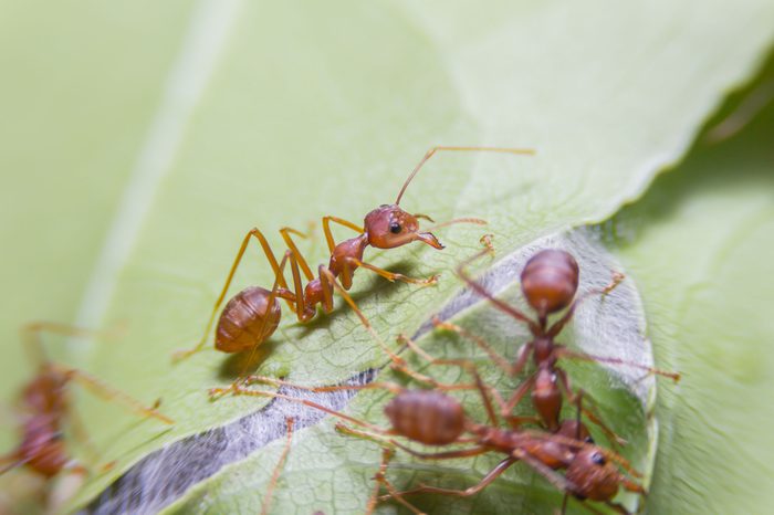 Ants are nesting.