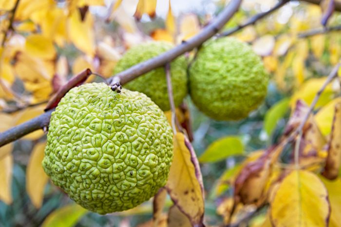 Maclura aurantiaca. Moraceae. (Hedge Apple)