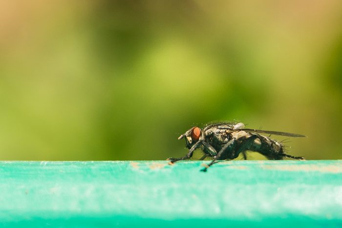 Tsetse fly on surface extreme magnification. The tsetse fly causes sleeping sickness, which can be deadly.