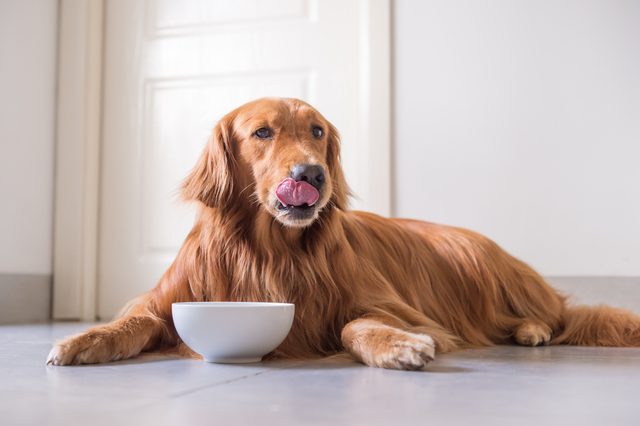 The Golden Retriever eating