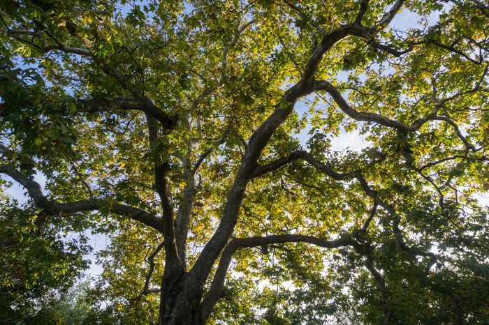 Western Sycamore branches and foliage (Platanus racemosa) seen from below, San Francisco bay, California