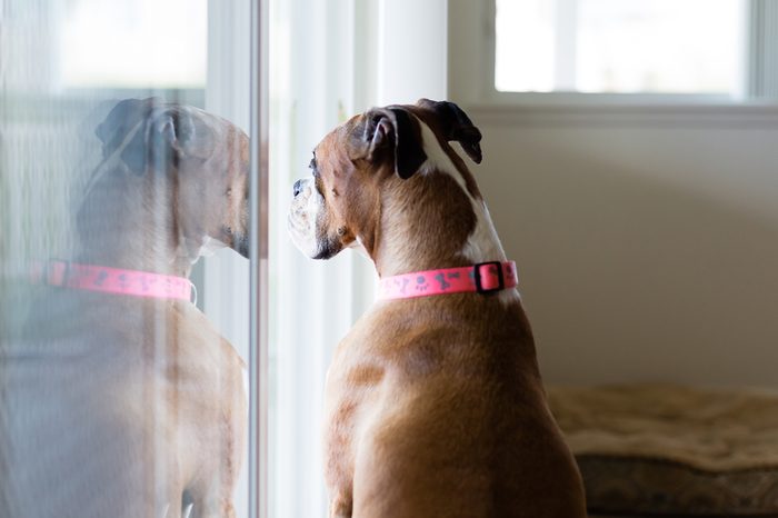 Female Boxer dog is stuck inside, staring out the sliding glass door, wishing she could go outside.