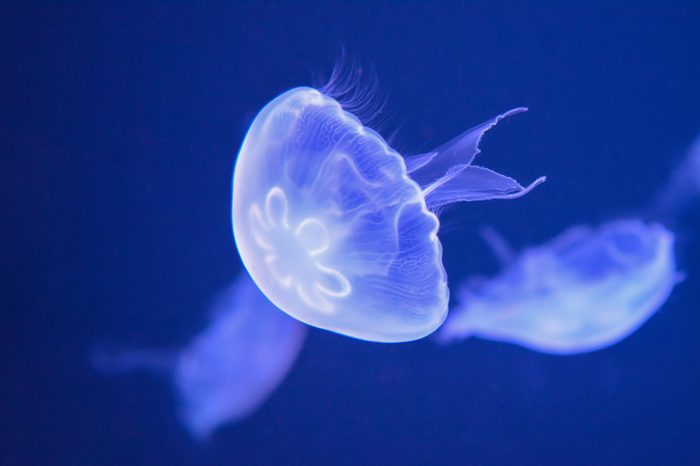 Sea Moon jellyfish