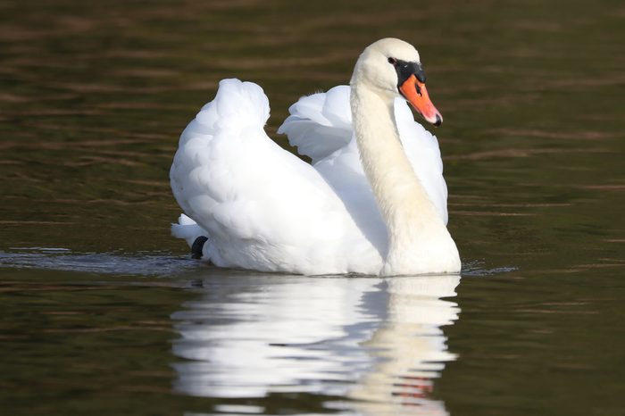 Mute Swan