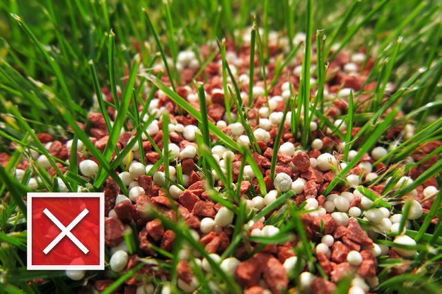 Granular lawn fertilizer on the fresh lawn in the autumn garden