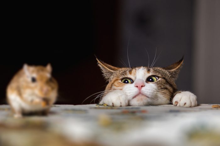 Pretty ginger cat playing with little gerbil mouse on the table. Bestseller of cats&mices