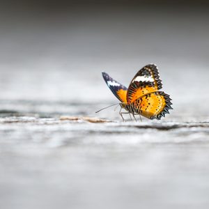 butterfly backgrounds 