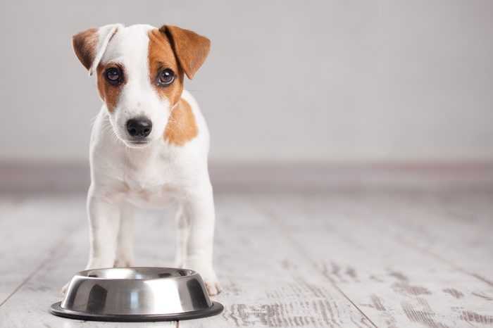 Puppy eating foot. Dog eats food from bowl