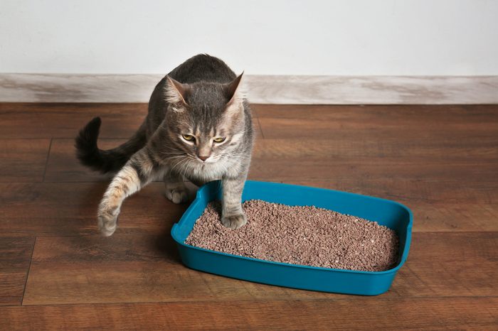 Cute cat in plastic litter box on floor