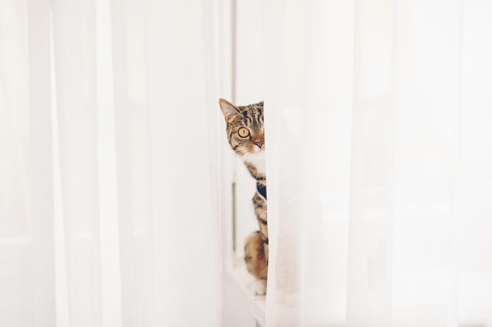 Kitten sitting on a windowsill and looking out for curtains