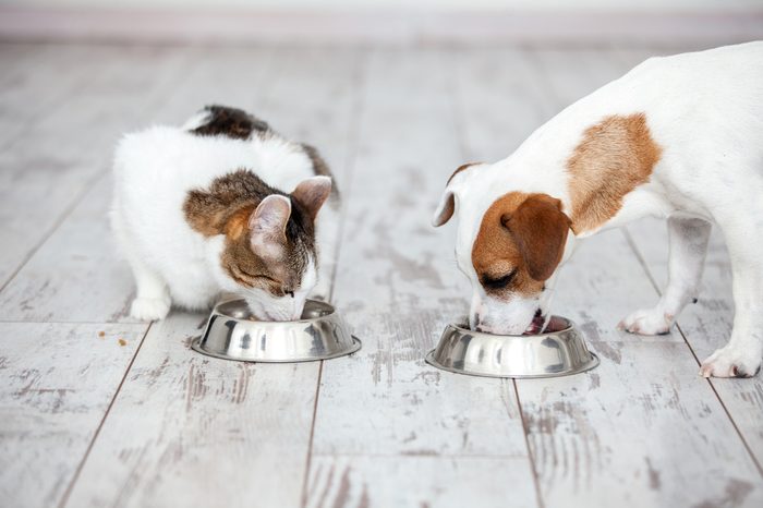 Pet eating foot. Dog and cat eats food from bowl