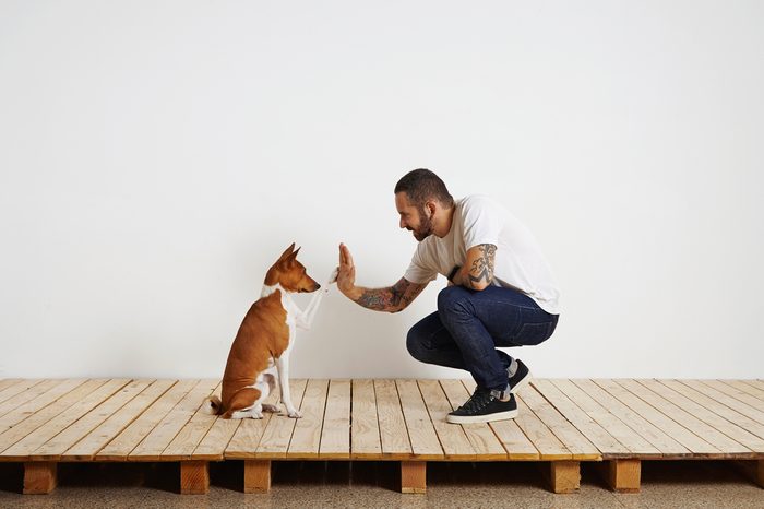 Owner trains his dog to give hive five