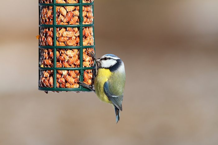 hungry blue tit eating from garden bird feeder ( Cyanistes caeruleus )