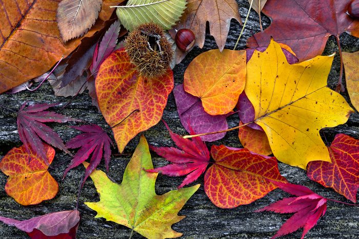 Abstract background of autumn leaves. Autumn background.