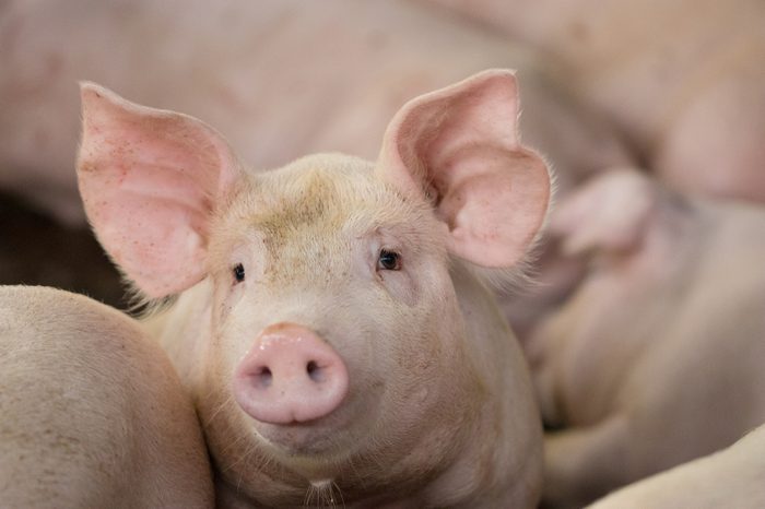 Group of hog waiting feed. Pig indoor on a farm yard in Thailand. swine in the stall. Close up eyes and blur. Portrait animal.