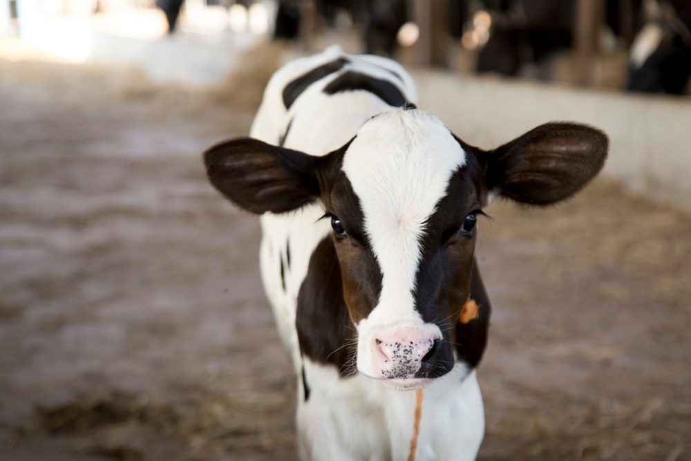 Young black and white calf at dairy farm. Newborn baby cow