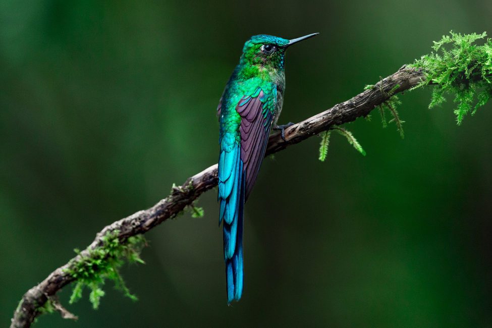 Hummingbirds, Long-Tailed Sylphs on the brunch close up, Ecuador