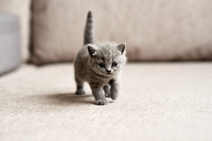 British blue kitten is very beautiful. The British kitten looks straight. The British kitten looks very closely.