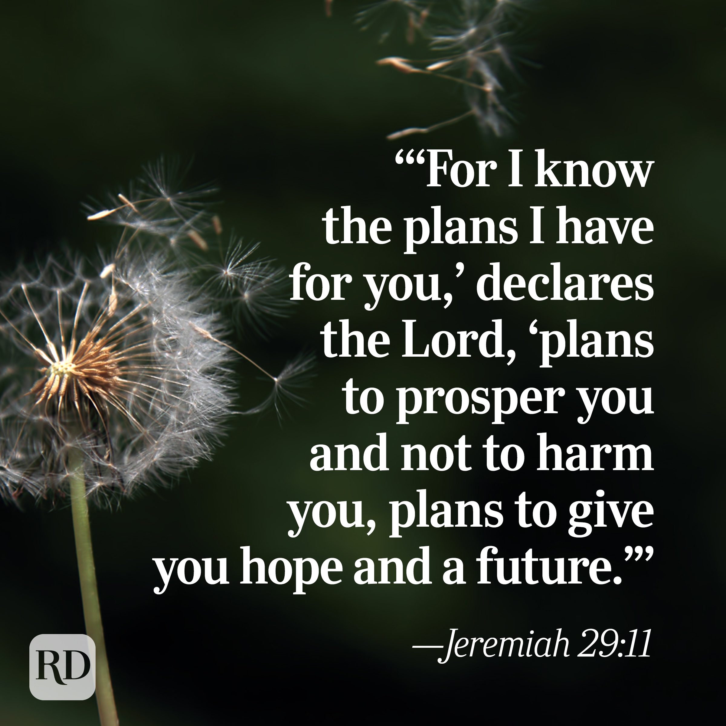 Bible Quote: Jeremiah 29:11