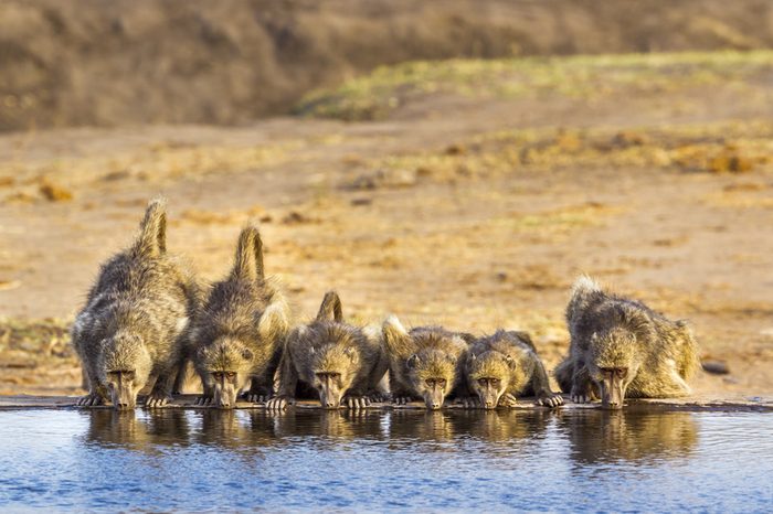 Chacma baboon in Kruger national park, South Africa ; Specie Papio ursinus family of Cercopithecidae