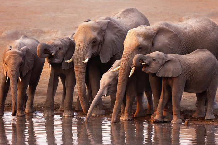 Elephant herd drink at a waterhole in Etosha