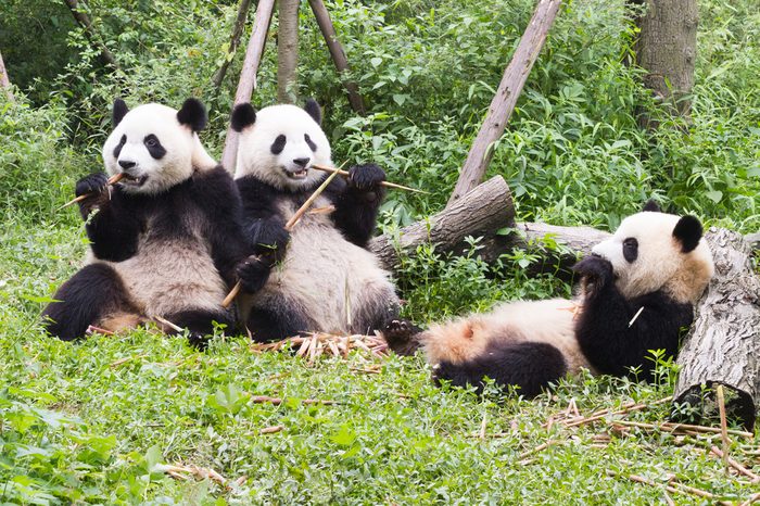 Three giant pandas has lunch, Giant Panda Breeding Research Base (Xiongmao Jidi), Chengdu, China