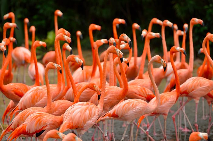 Close up of caribbean flamingos (Phoenicopterus ruber), selective focus.