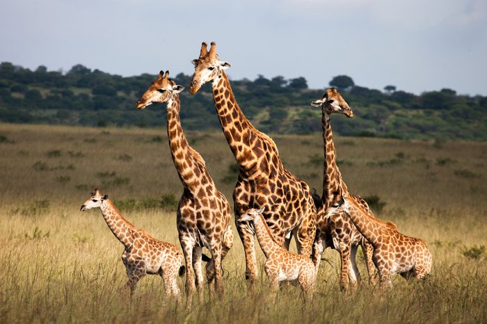 Giraffe Family