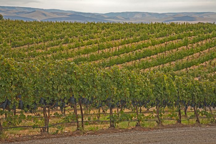 Rows of grape vines with ripe grapes in vineyard against Columbia Hills near Walla Walla, Washington