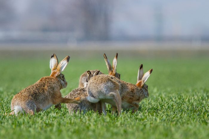 European brown hare (Lepus europaeus)