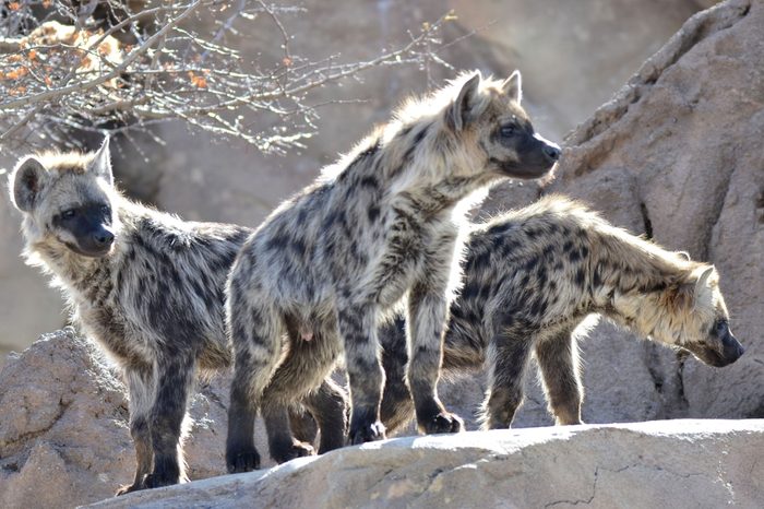 Hyenas