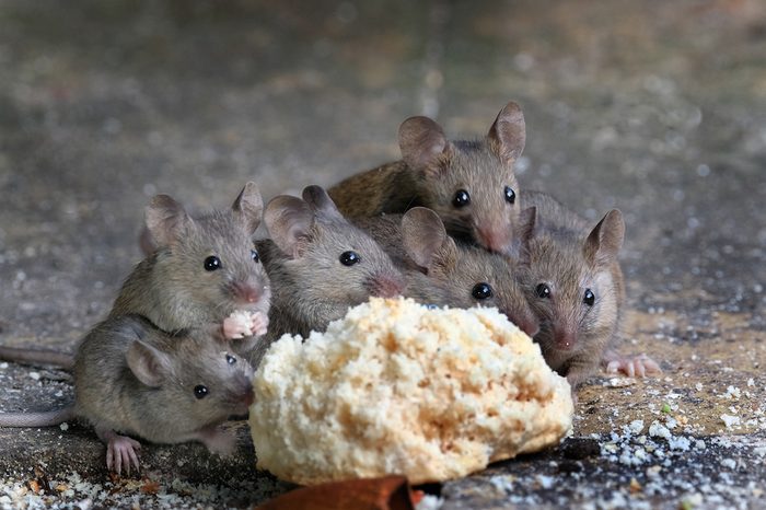 Family of mice eating cake in an urban house garden.