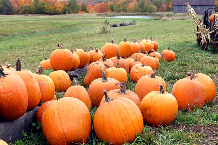 Pile of orange pumpkins sit in field ready for pickup. Old wagon has load of pumpkins and corn stalks.
