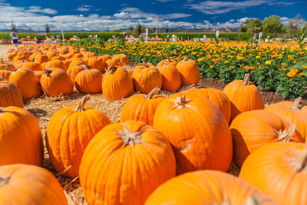 Pumpkin patch in a field of straw. Background for fall, autumn, Halloween, Thanksgiving, seasonal display.