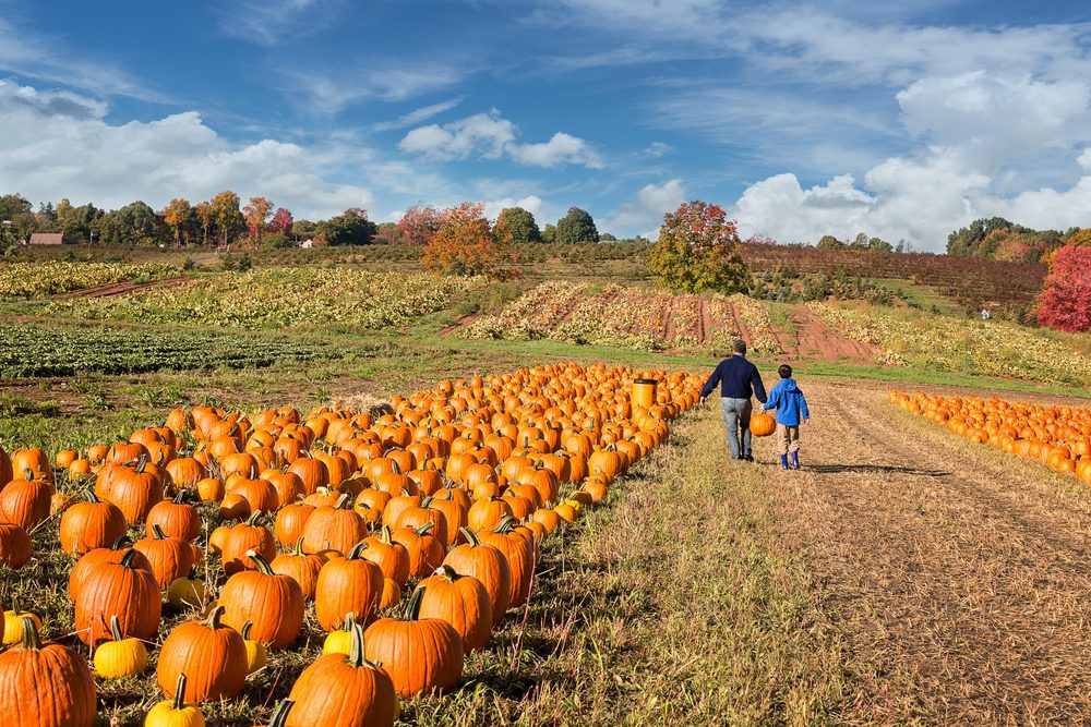 father and child picking out a pumpkin on a farm