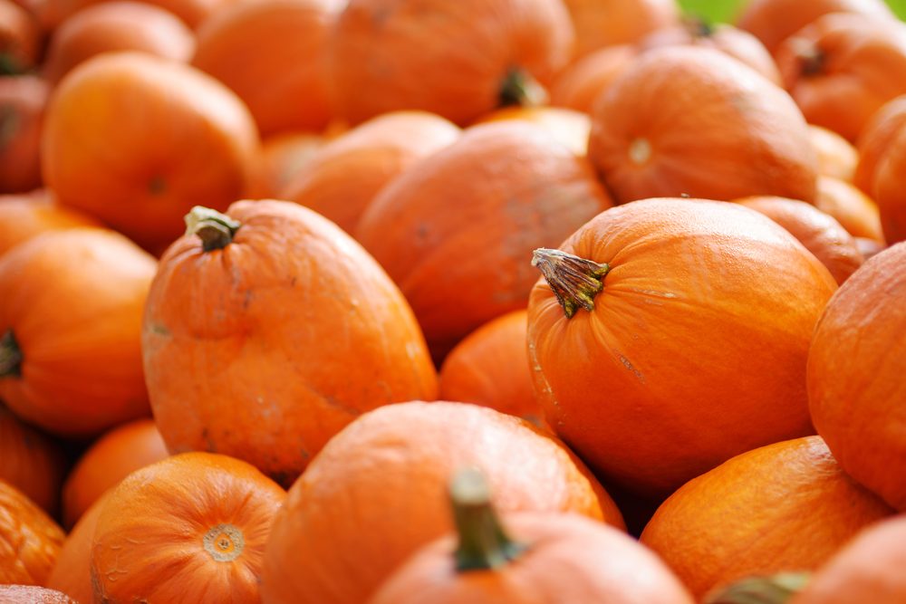 Decorative orange pumpkins on display at the farmers market in Germany. Orange ornamental pumpkins in sunlight. Harvesting and Thanksgiving concept.