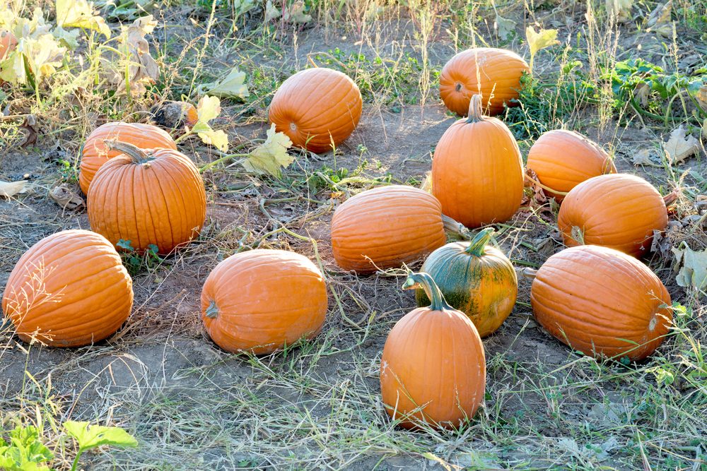 Orange pumpkins in the morning sun light