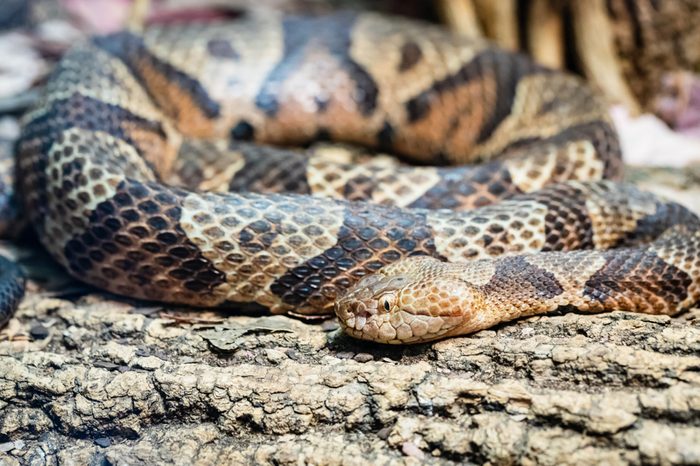 A rattlesnake coiled on a tree branch.