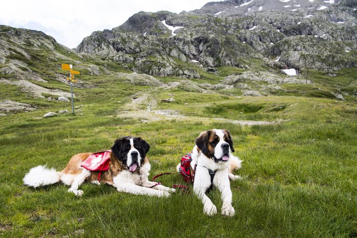 brave st bernards of switzerland