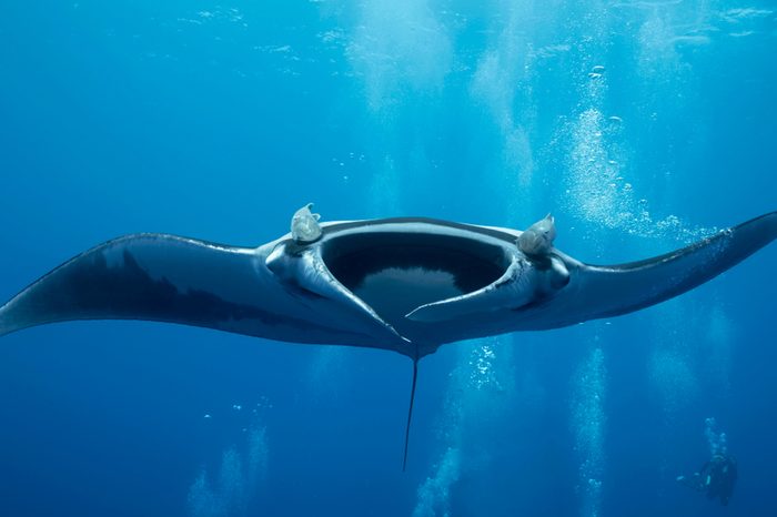 Giant Oceanic Manta Ray, diving in Socorro, Mexico. Revillagigedo Archipelago, often called by its largest island Socorro is a UNESCO world heritage site due to its unique ecosystem.