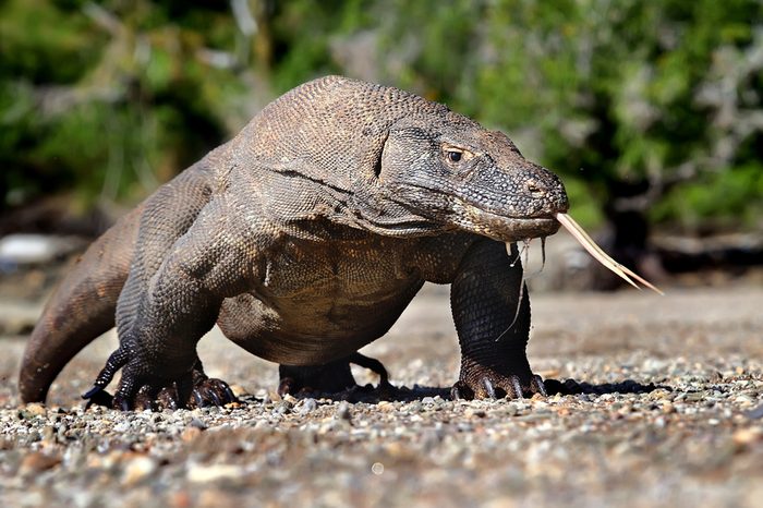 Komodo dragon in the flores