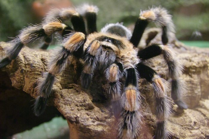 Tarantula on rock.