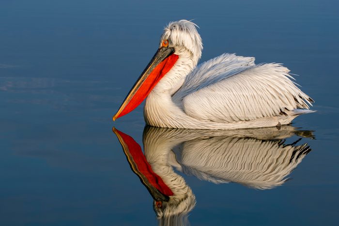 Dalmatian pelican water reflection