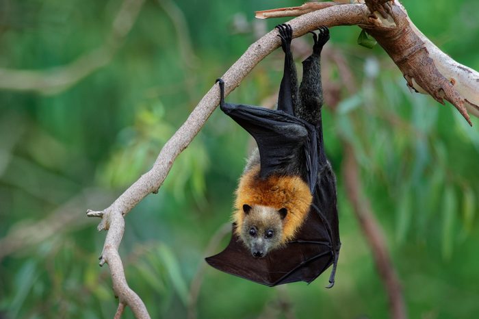 Pteropus poliocephalus - Gray-headed Flying Fox in the evening, fly away from day site, hang down on the branch.