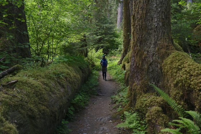 a square inch of silence on the Hoh River Trail in Washington.