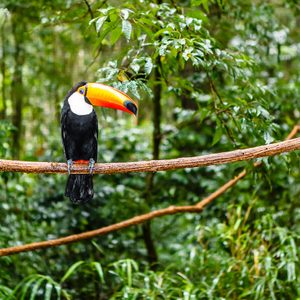 toucan in rain forest with tree and foliage, early in the morning after rain.